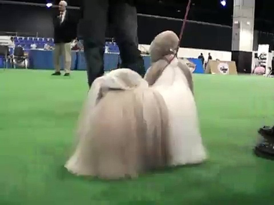 Shih Tzu - Thailand Dog Show