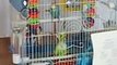 Budgies having fun taking a bath