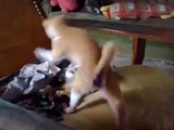 Funny Catfight