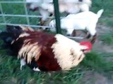 Nigerian Dwarf Goats & Faverolle/Chantecler Chickens