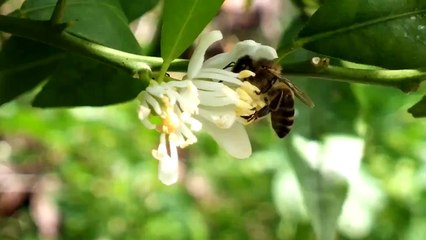 Bee on tangerine-tree's flower 3