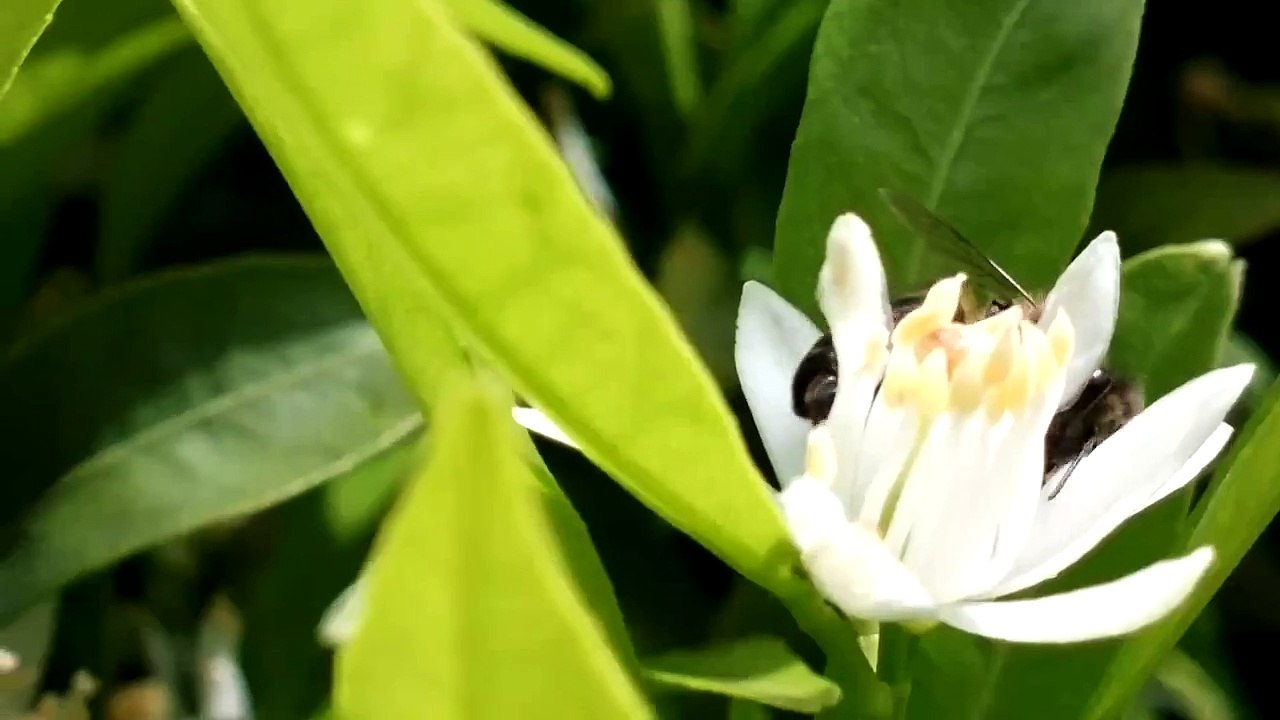 Bee on tangerine-tree's flower 2