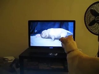 Who says dogs can't see TV?