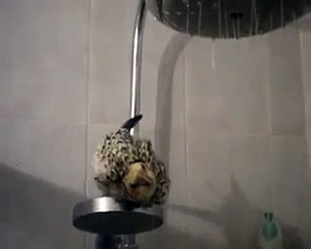 Coco Calopsitte EAM prend sa douche