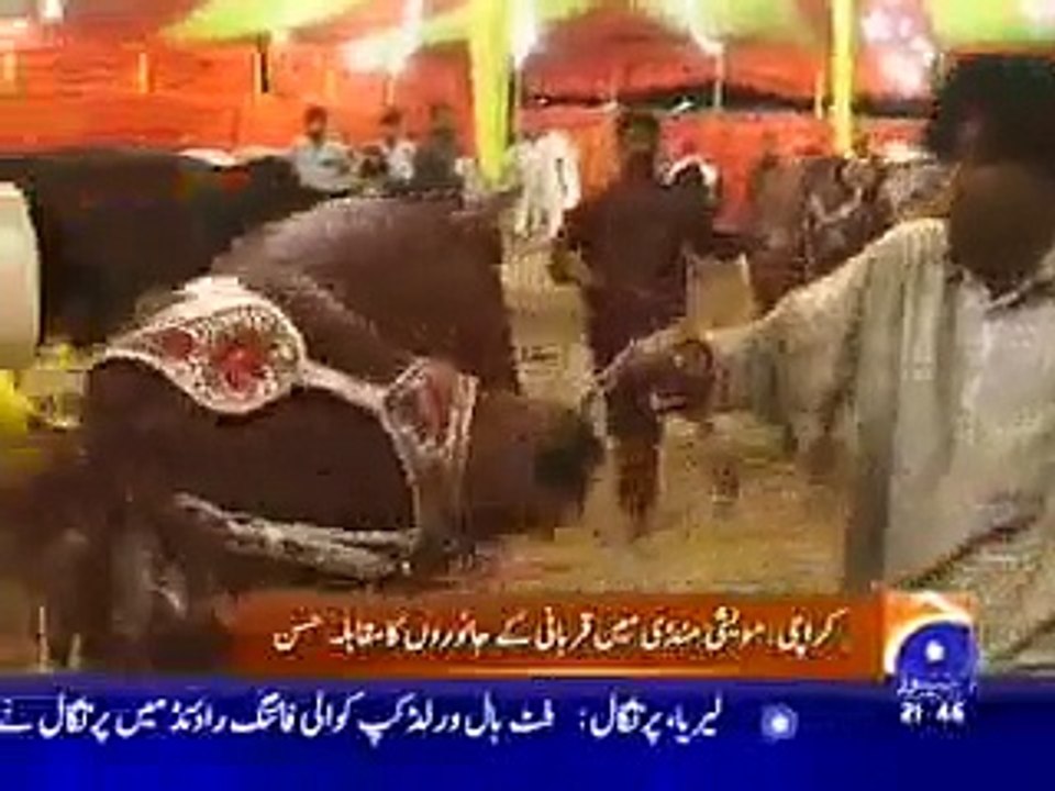 Lasania Cattle Farm Cow Catwalk