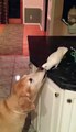 Cockatoo makes four-legged friend by feeding dog NOODLES; Bird Feeds Dog Noodles