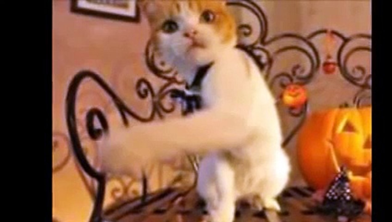 ネットで話題　面白い猫の動画集