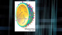 Influenza AH1N1 (Pandemia AH1N1 2009-2010)