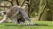 Ringstaartmaki - ring-tailed lemur - Lemur catta #07
