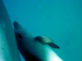 Schwimmen mit Delfinen in freier Natur - Ägypten