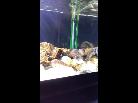 Tropheus Moori Lufubu