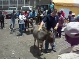 Donkeys aren't naughty - The Donkey Sanctuary