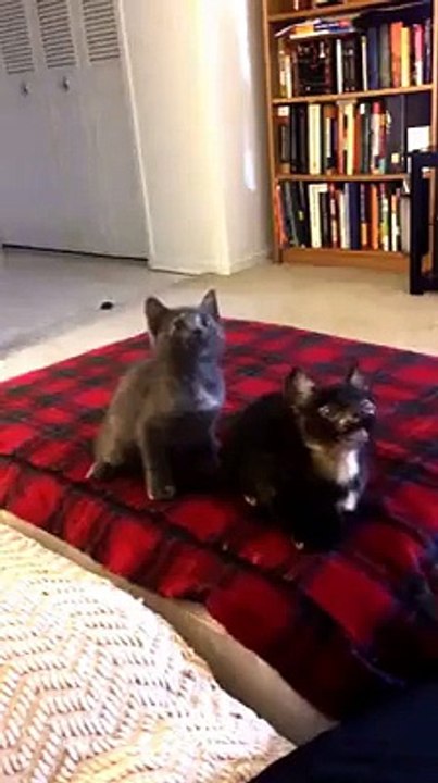 (2) Funniest Short Videos_2 cats