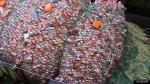 Des filets de pêche géants qui capturent 100 tonnes de poissons - Désastre écologique