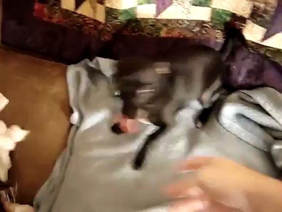 The Pups