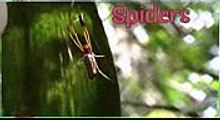 SPIDERS: Animals for children. Kids videos. Kindergarten | Preschool learning