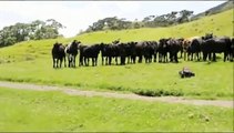 Lord of the cows - rounding up the cattle, with a remote controlled car