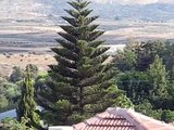 Araucaria tree swaying in the wind