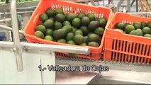 LINEA DE LAVADO DE FRUTAS Y LEGUMBRES MIMSA.