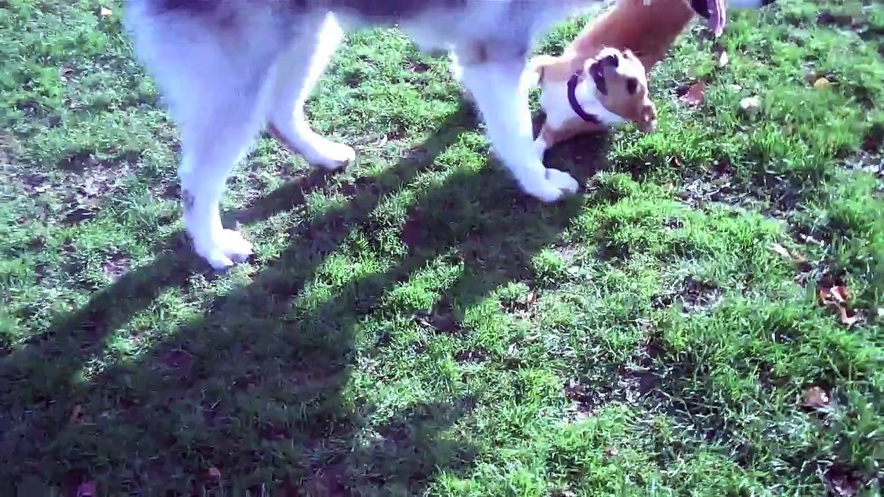 Marlay Dog Park