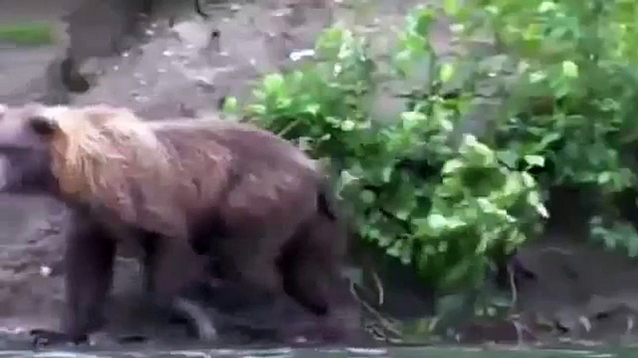 Ayı ile Kartal Kavgası - Kartal Saldırısı