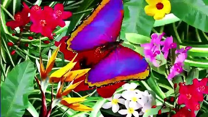 Wheel of Fortune: Hawaii Week