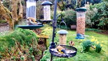 A day at the feeders