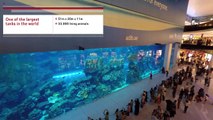 Worlds Largest Aquarium 4K - Dubai Aquarium and Underwater Zoo - Dubai Mall