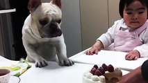Dog wants cake so bad - but will he get it?