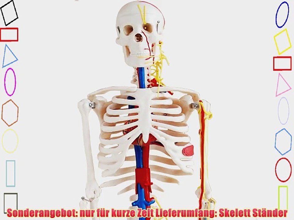 Skelett Modell mit Nerven Blutgef??en und Gehirn - Anatomie Modell