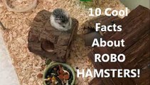 10 COOL FACTS ABOUT ROBO HAMSTERS!