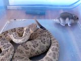 Crotalus viridis nuntius