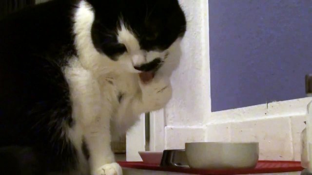 Nelly the funny Cow Cat, is eating with her paws