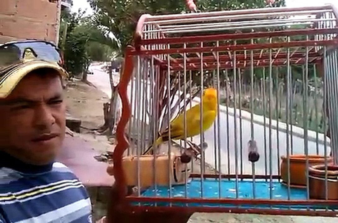 CANARIO CRIOLLO -SINCELEJO....