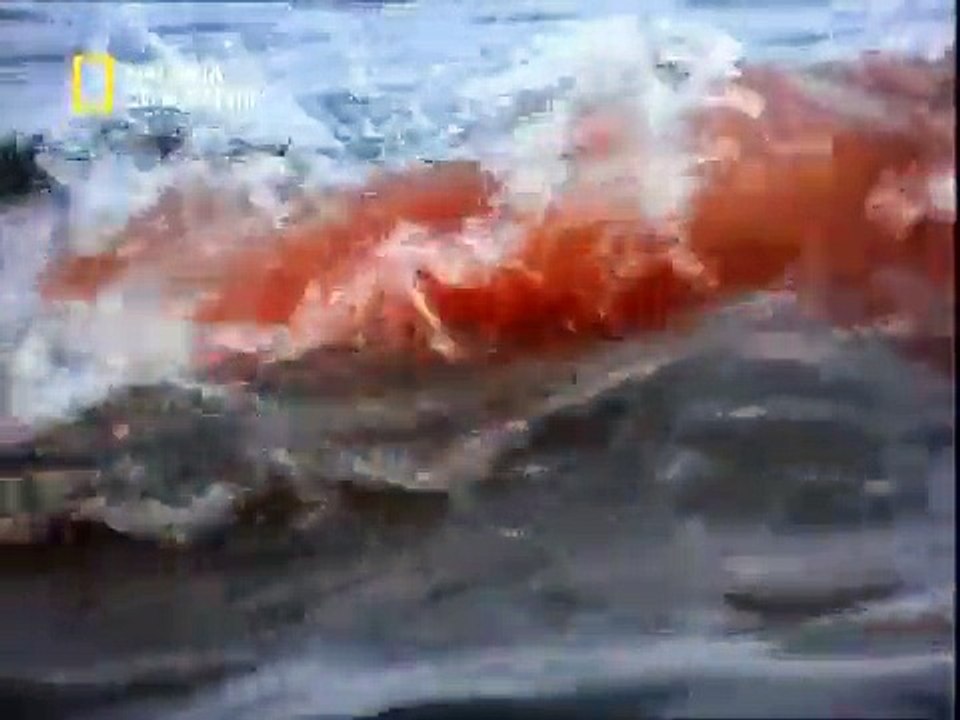 À la poursuite du grand requin blanc