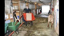 Adopt A Horse at MSPCA at Nevins Farm