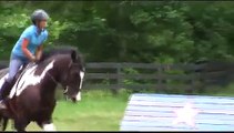 Horses Percheron/TB Cross, Second Jumping Training Lesson (Cookie Bros)