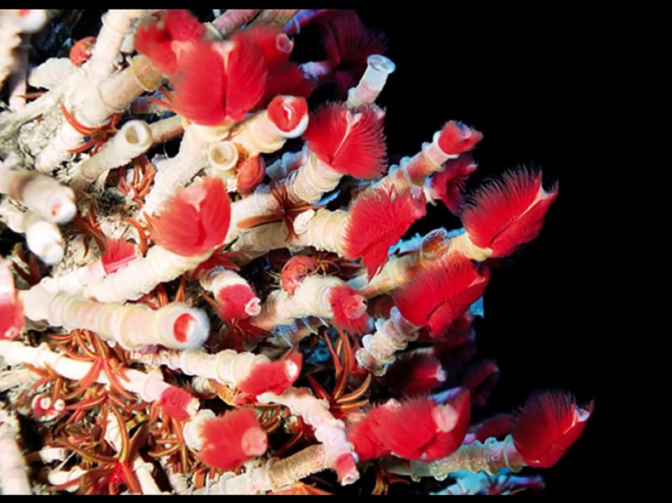 Peces Abisales