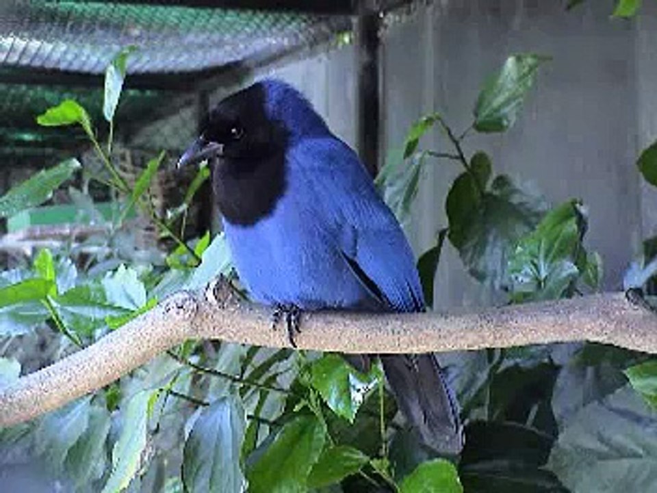 Lenda da gralha azul