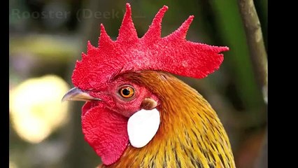 Learn Farm Animals | English & Arabic | Bilingual | حيوانات المزرعة بالعربية و الانجليزية