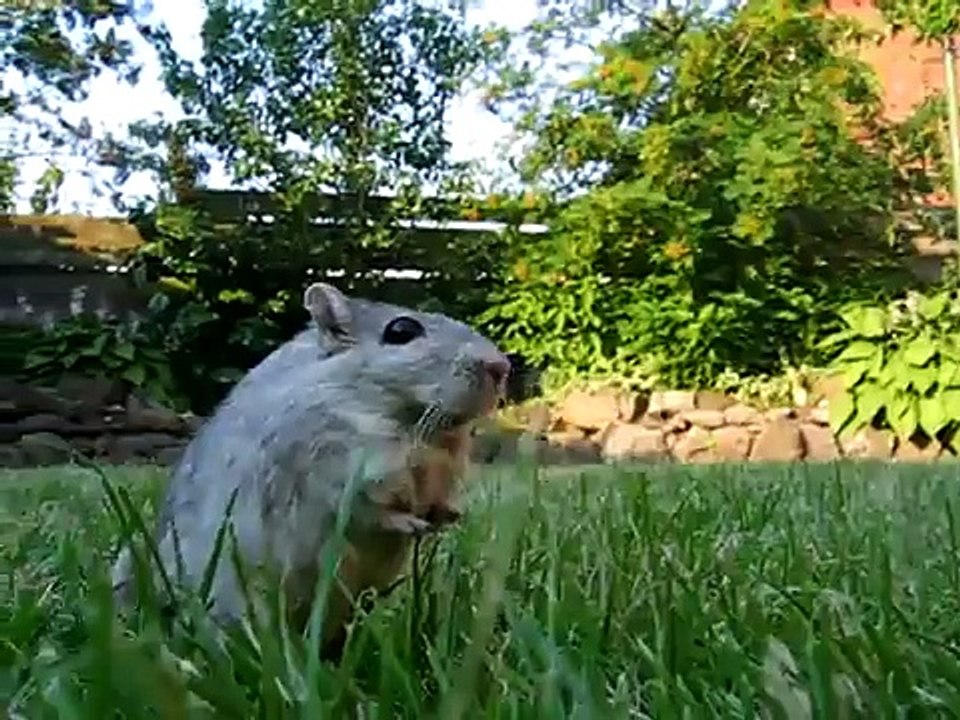 my little gerbil
