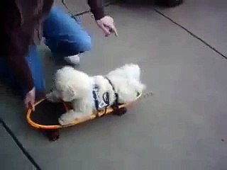 Coconut skates old-school