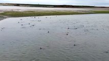 Des dizaines de requins nagent dans une lagune (Angleterre)