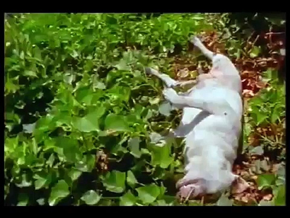 Animal Gas Chambers (Documentary)