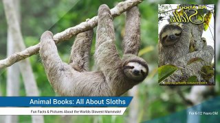 All About Sloths