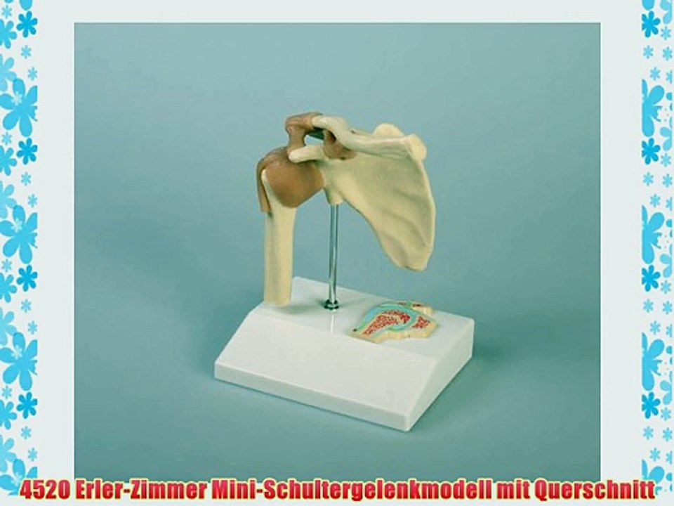 4520 Erler-Zimmer Mini-Schultergelenkmodell mit Querschnitt