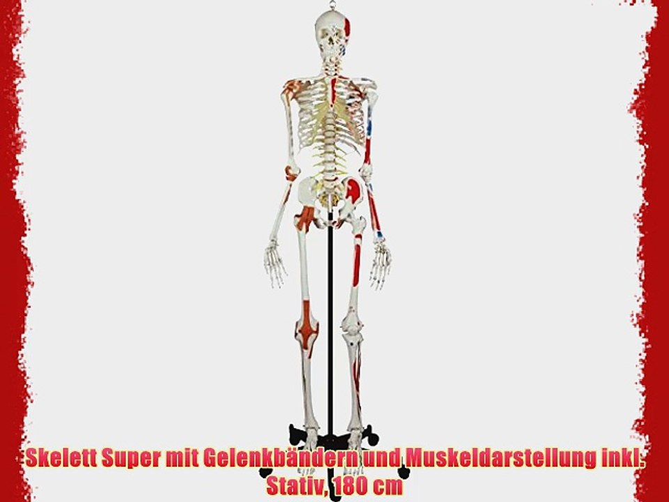 Skelett Super mit Gelenkb?ndern und Muskeldarstellung inkl. Stativ 180 cm