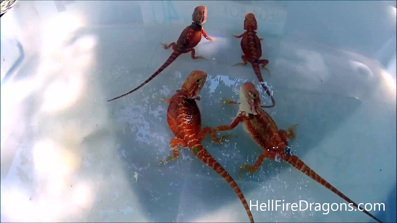 Hellfire Reds (bearded dragon)