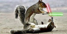 Affrontement au sabre-laser d' écureuils jedis