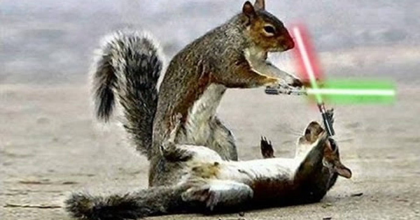 Affrontement au sabre-laser d' écureuils jedis